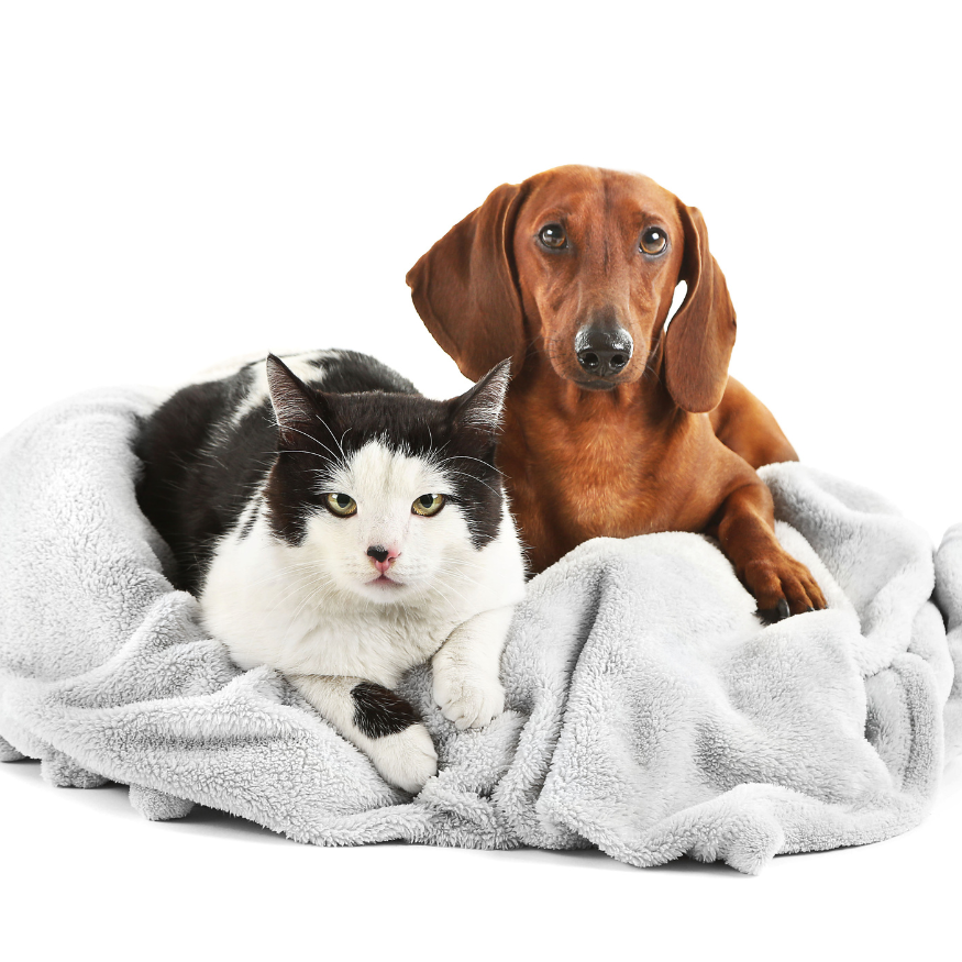 The Ultimate Guide to Pet Health